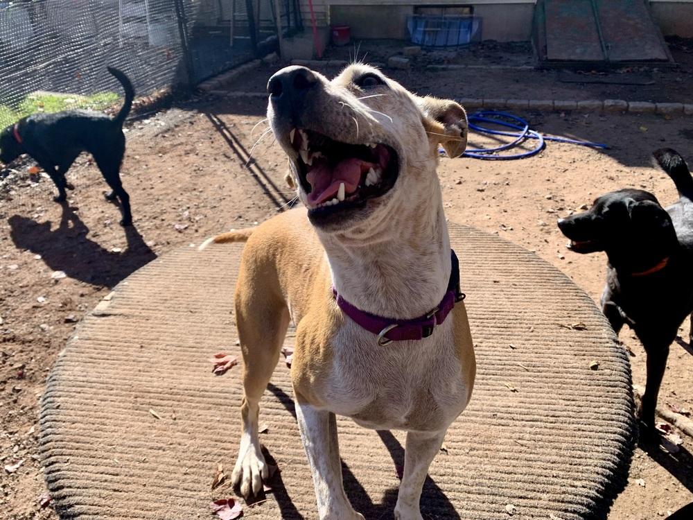 Dobby, a Adoptable mixed breed in Middletown, CT image 3/6