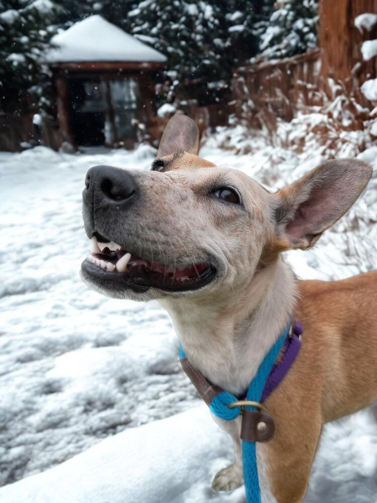 Enlarge Dobby, a Adoptable mixed breed in Middletown, CT image 4/4