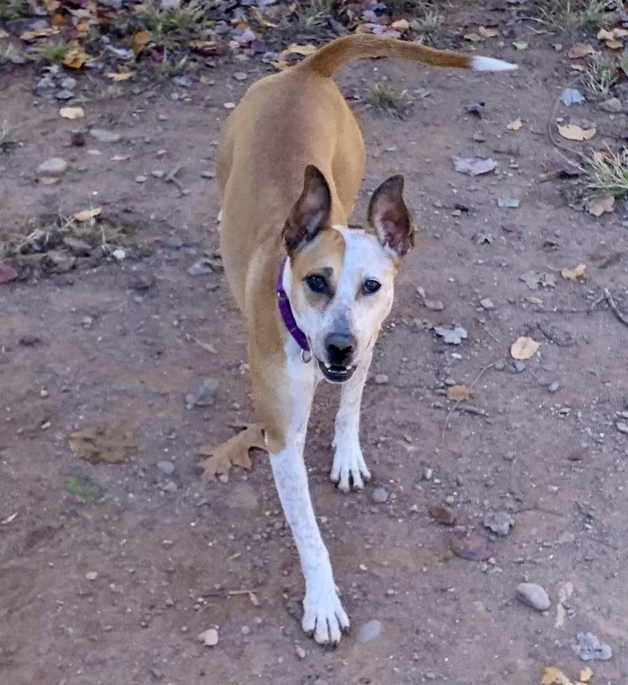 Dobby, Adoptable, Young Female Australian Cattle Dog / Blue Heeler & Basenji.