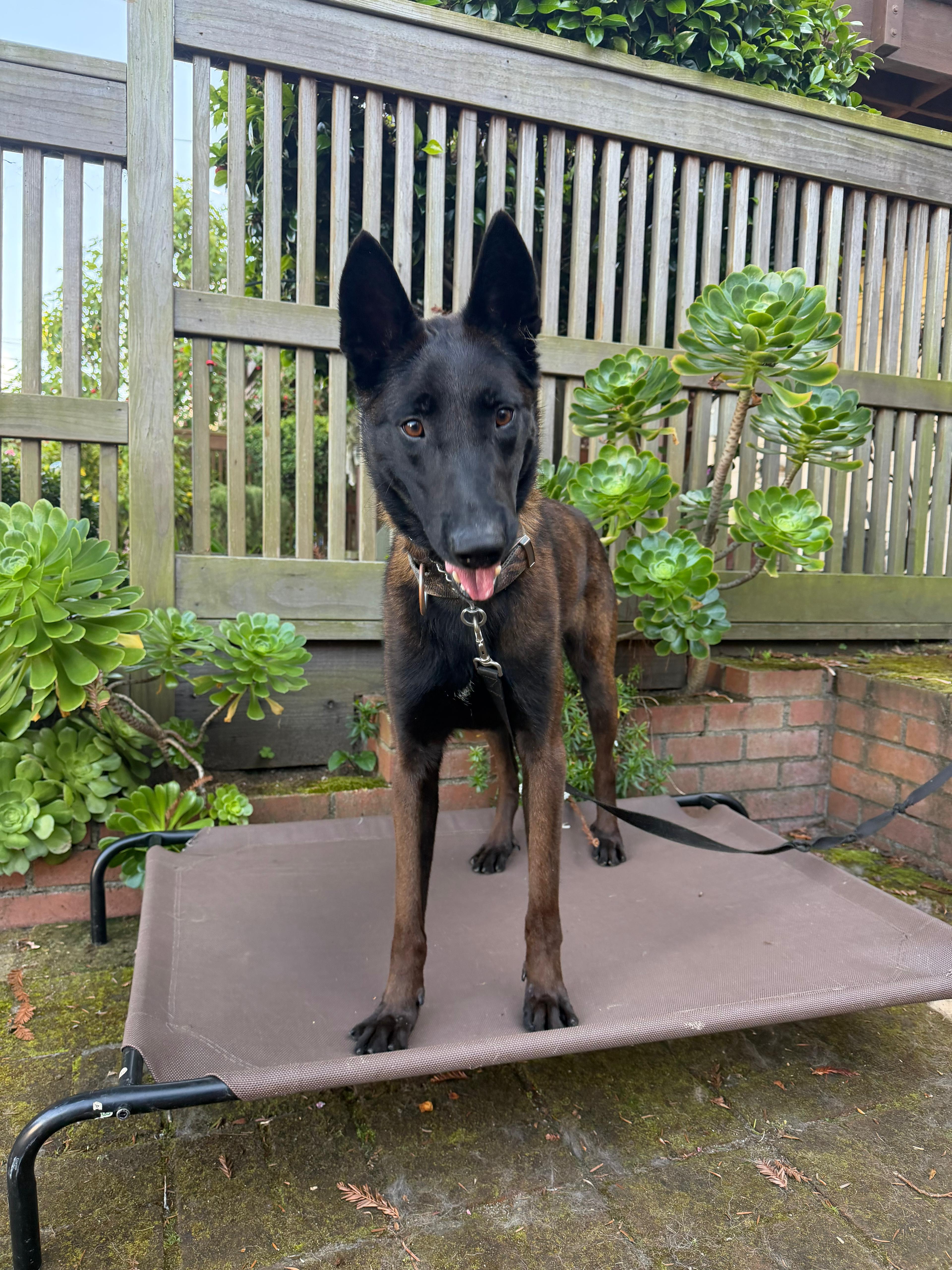 Vader, Adoptable, Adult Male Belgian Shepherd / Malinois.