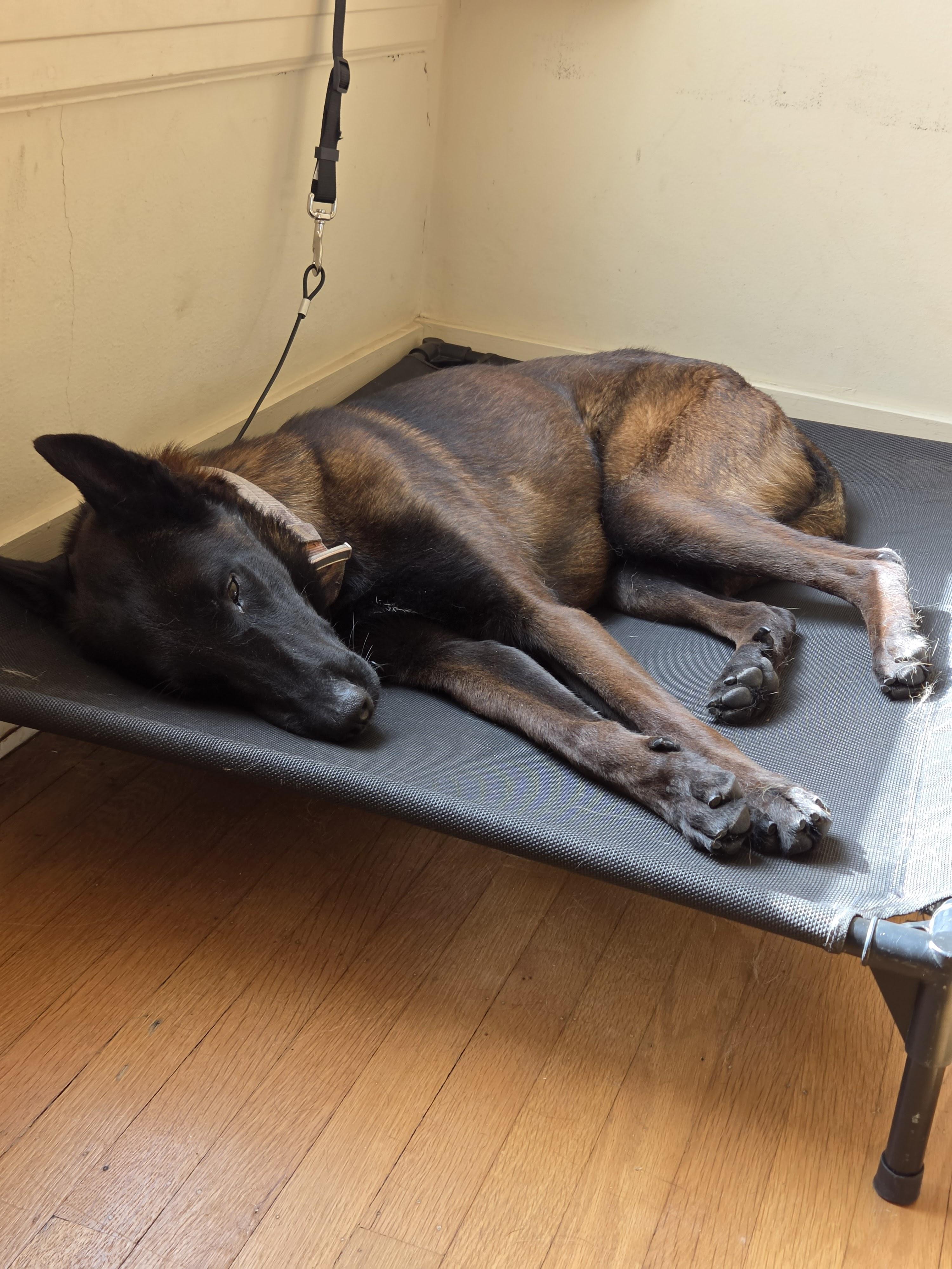 Vader, a Adoptable Belgian Shepherd / Malinois in Vancouver, WA image 2/6
