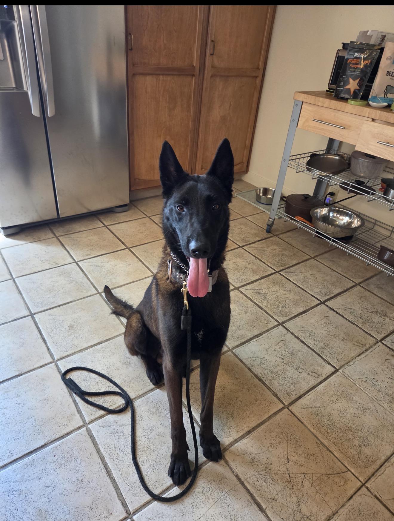 Vader, a Adoptable Belgian Shepherd / Malinois in Vancouver, WA image 3/6