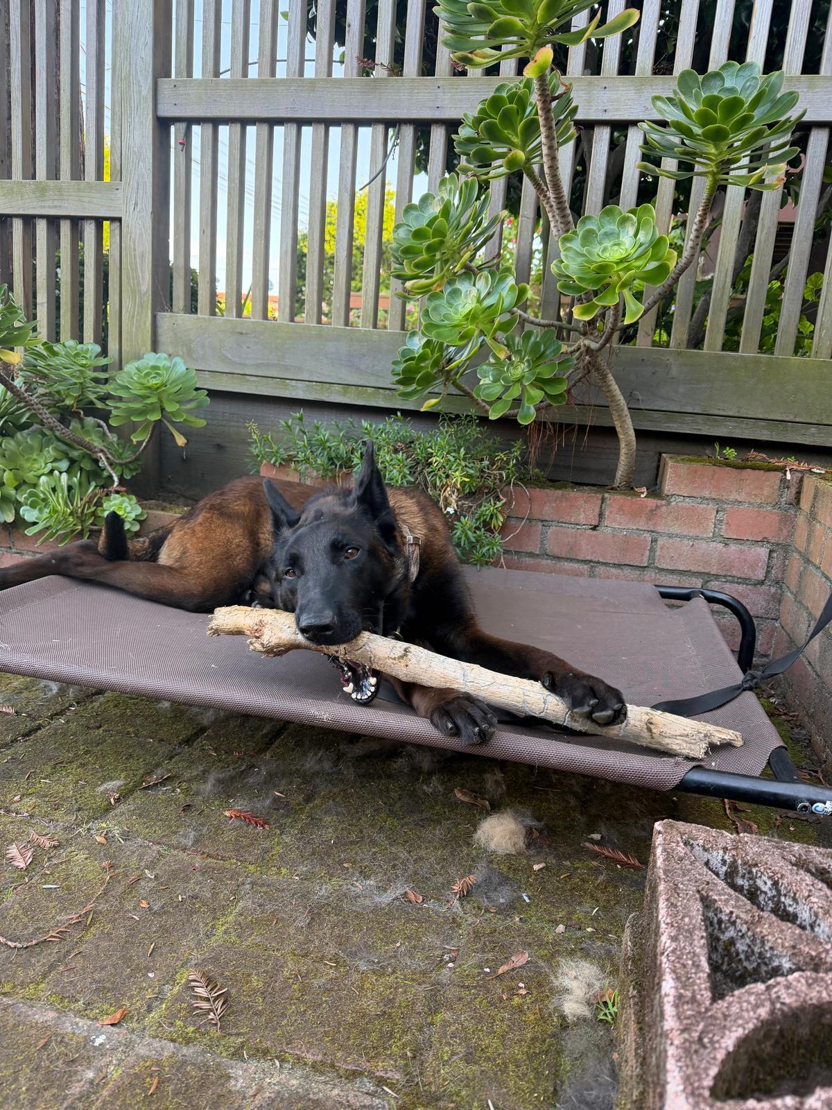 Vader, a Adoptable Belgian Shepherd / Malinois in Vancouver, WA image 4/6