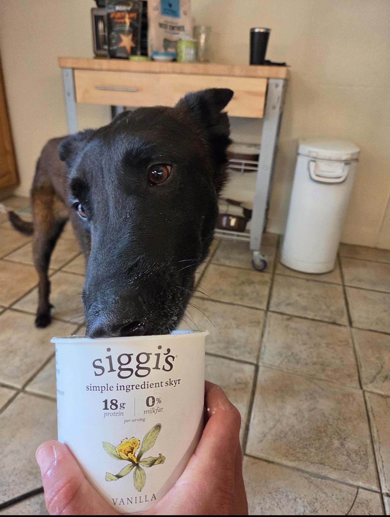 Vader, a Adoptable Belgian Shepherd / Malinois in Vancouver, WA image 5/6
