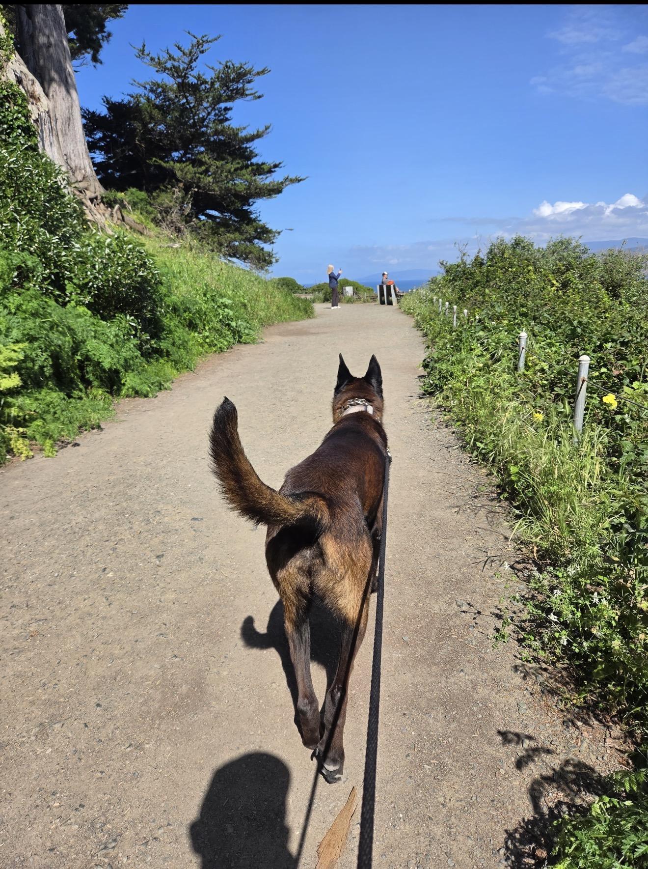 Vader, a Adoptable Belgian Shepherd / Malinois in Vancouver, WA image 6/6