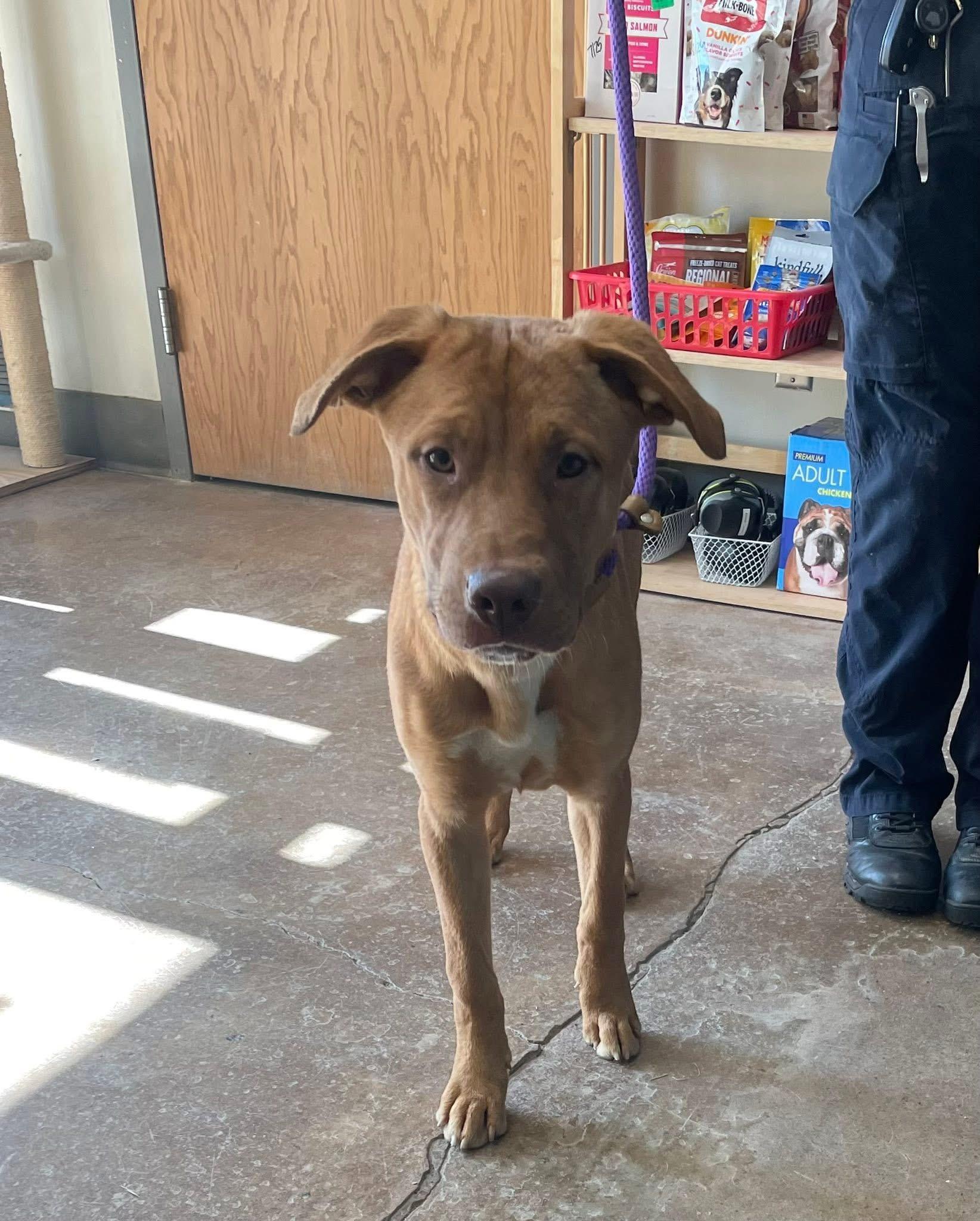 Gallo, Young Male Shepherd