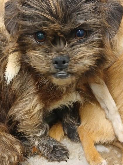 Enlarge Kona, a Adoptable mixed breed in Carrollton, TX image 1/2