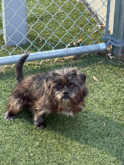 Enlarge Kona, a Adoptable mixed breed in Carrollton, TX image 2/2