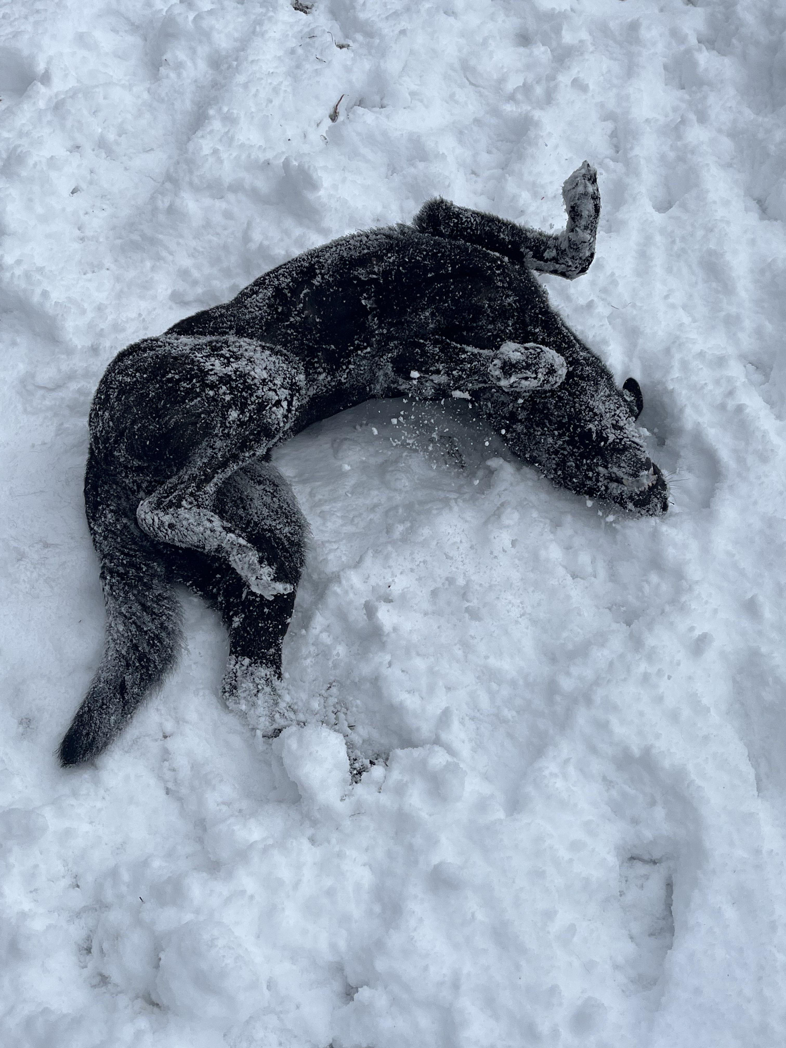 Valkyrie, a ADOPTABLE mixed breed in Mishawaka, IN image 2/6