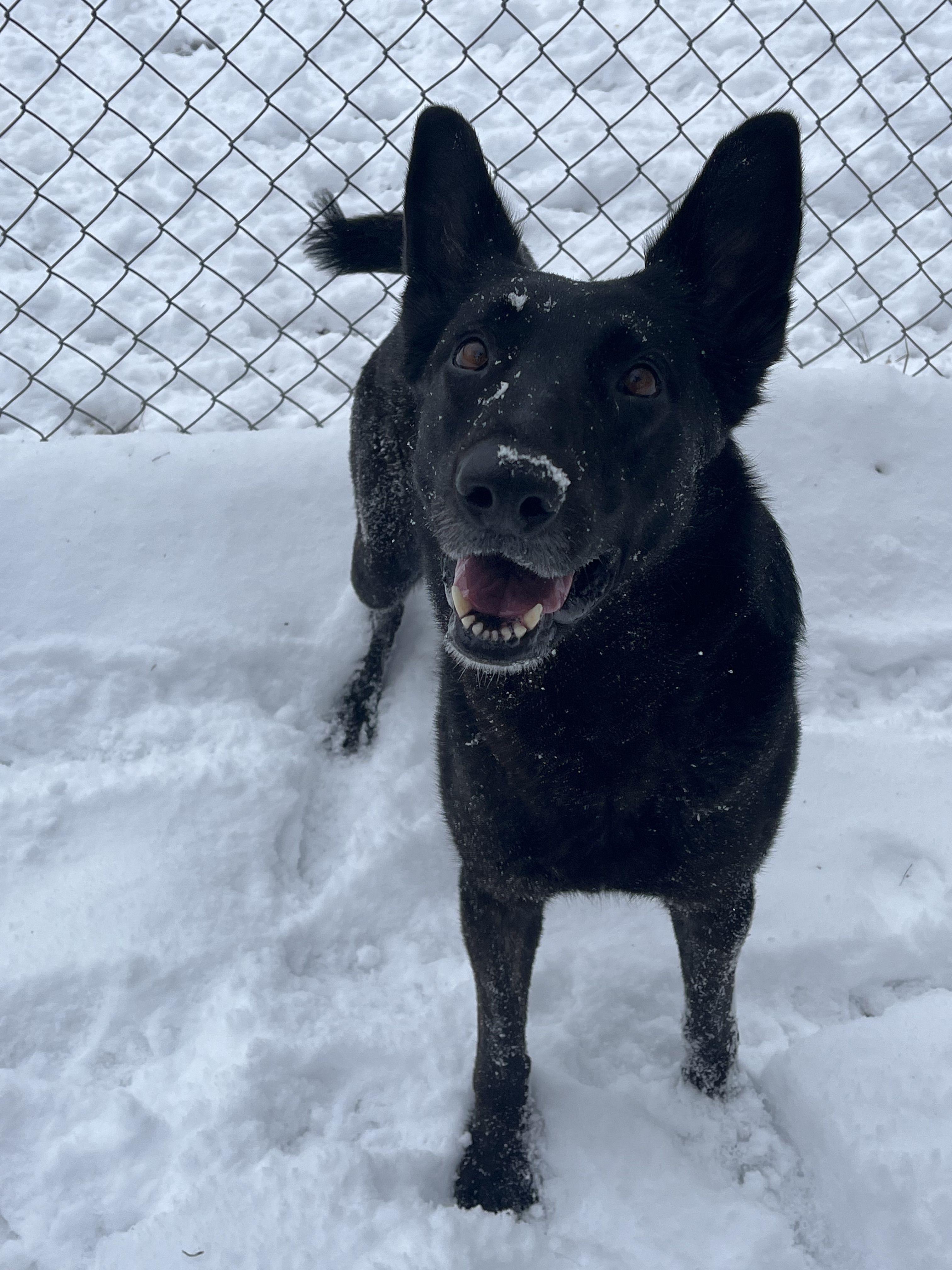 Valkyrie, a ADOPTABLE mixed breed in Mishawaka, IN image 1/6