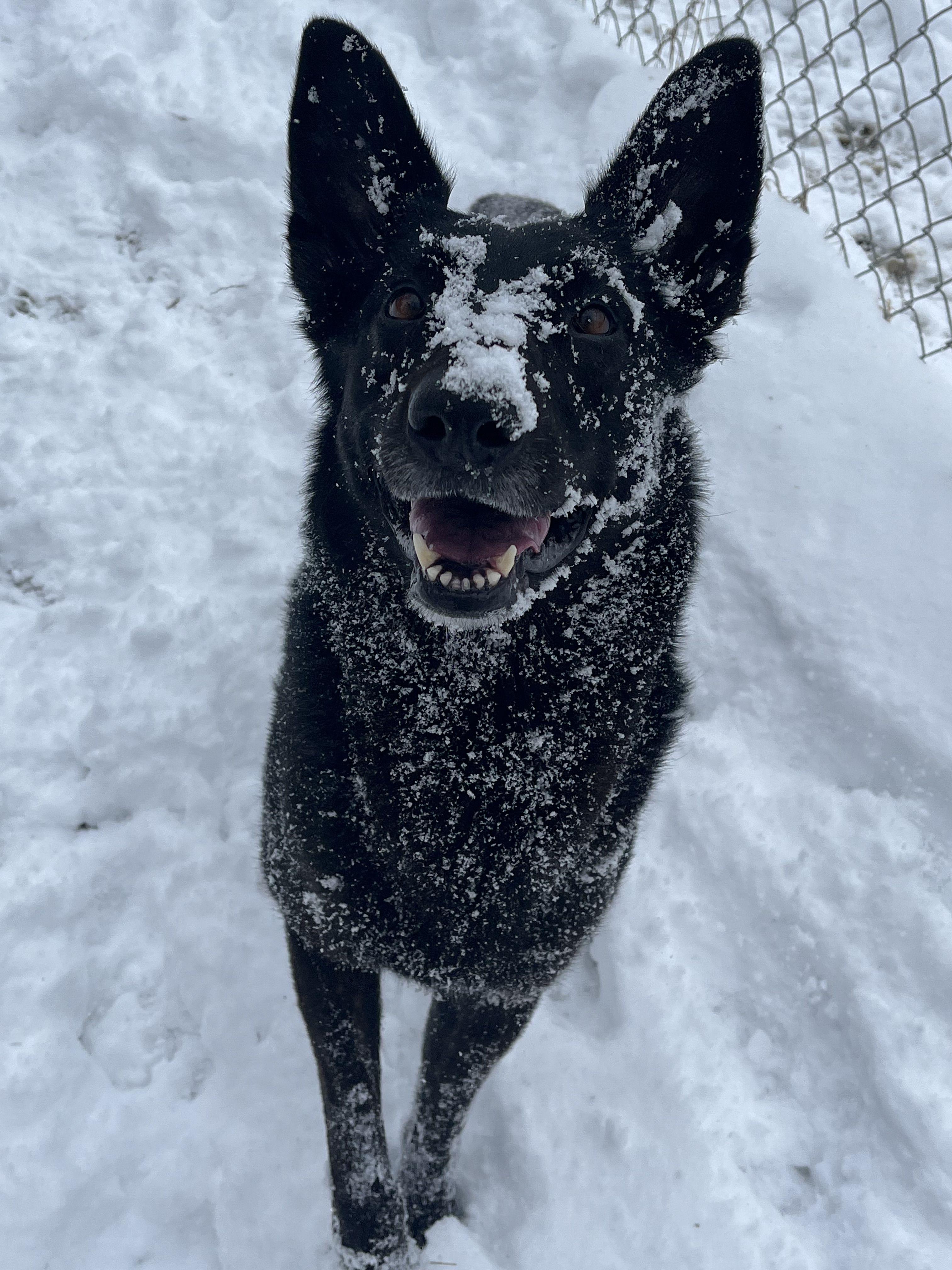 Valkyrie, a ADOPTABLE mixed breed in Mishawaka, IN image 3/6