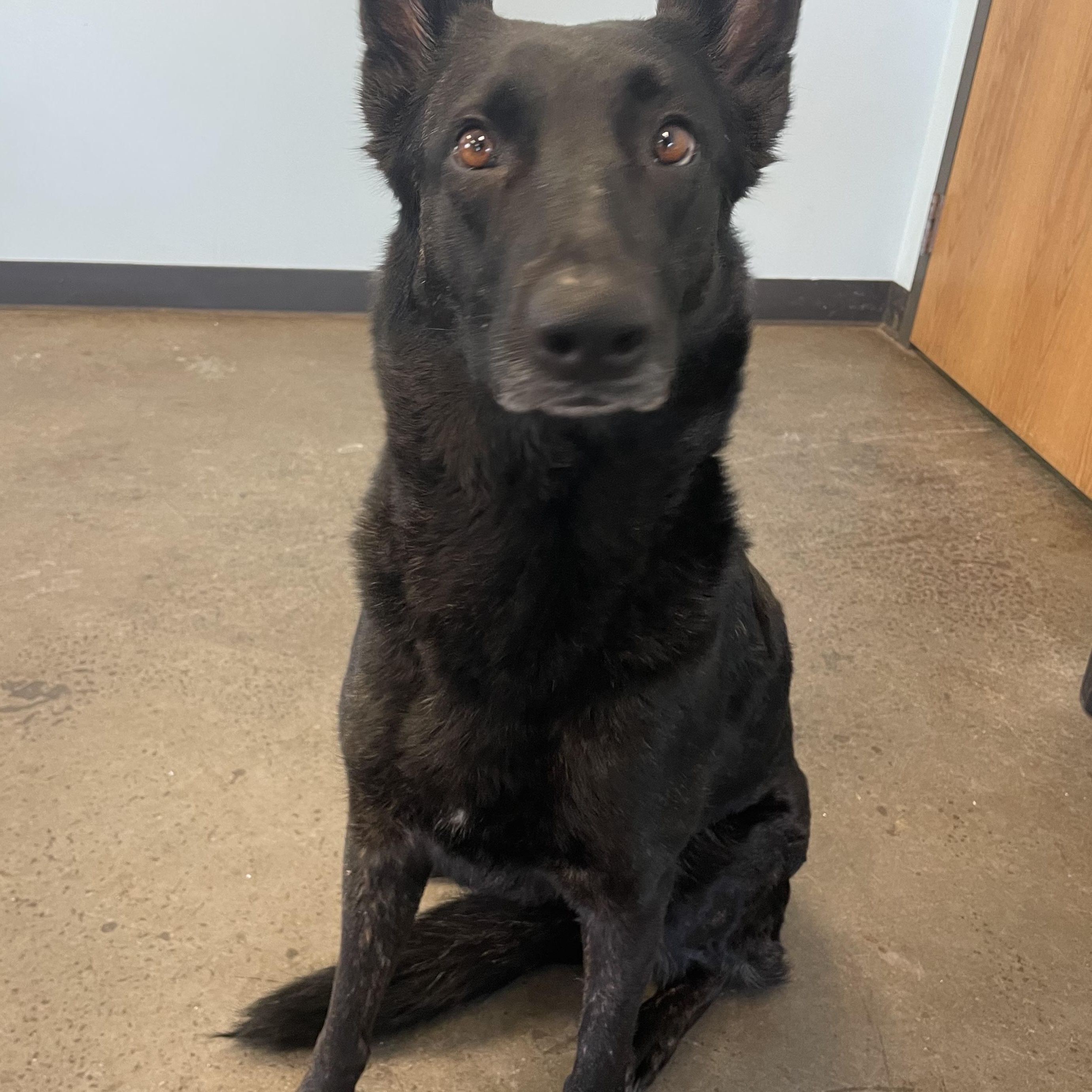 Valkyrie, a ADOPTABLE mixed breed in Mishawaka, IN image 4/6