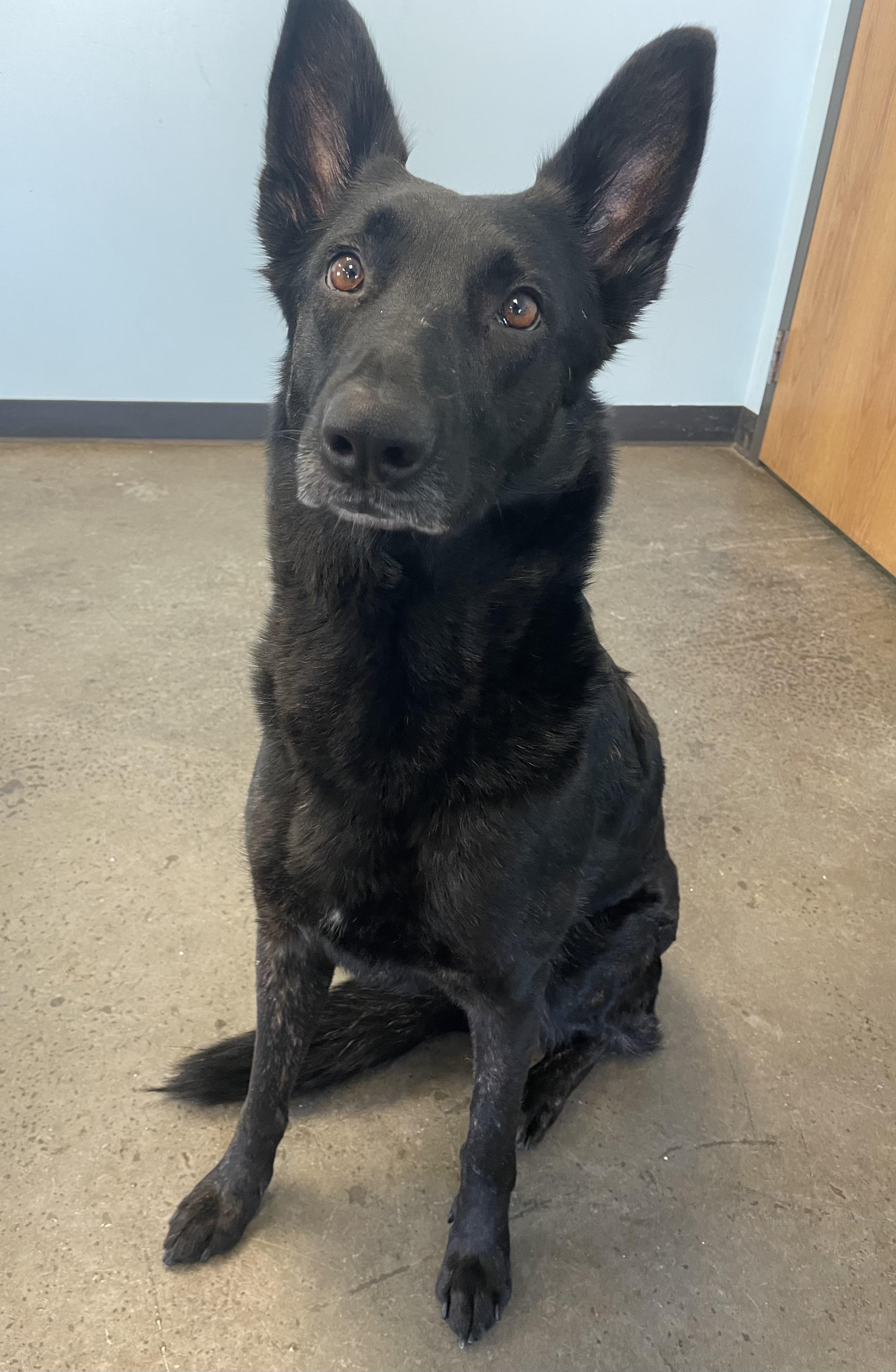 Valkyrie, a ADOPTABLE mixed breed in Mishawaka, IN image 5/6