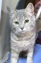 ROCHELLE, Adoptable, Young Female Domestic Short Hair.