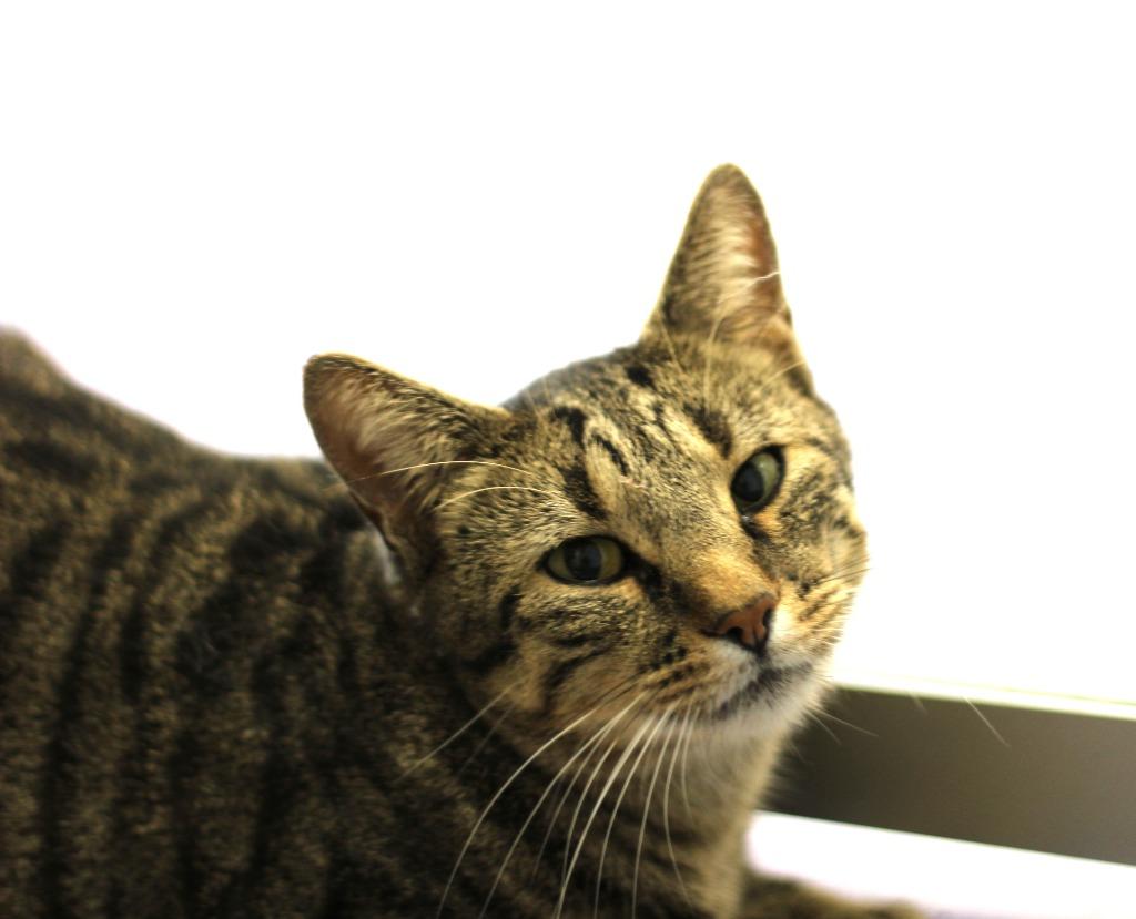 Vladimir, Adoptable, Young Male Domestic Short Hair.