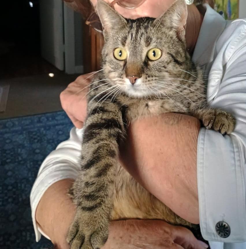 Enlarge Vladimir, a Adoptable mixed breed in Rockford, IL image 2/2
