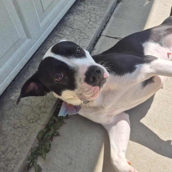 Doxie