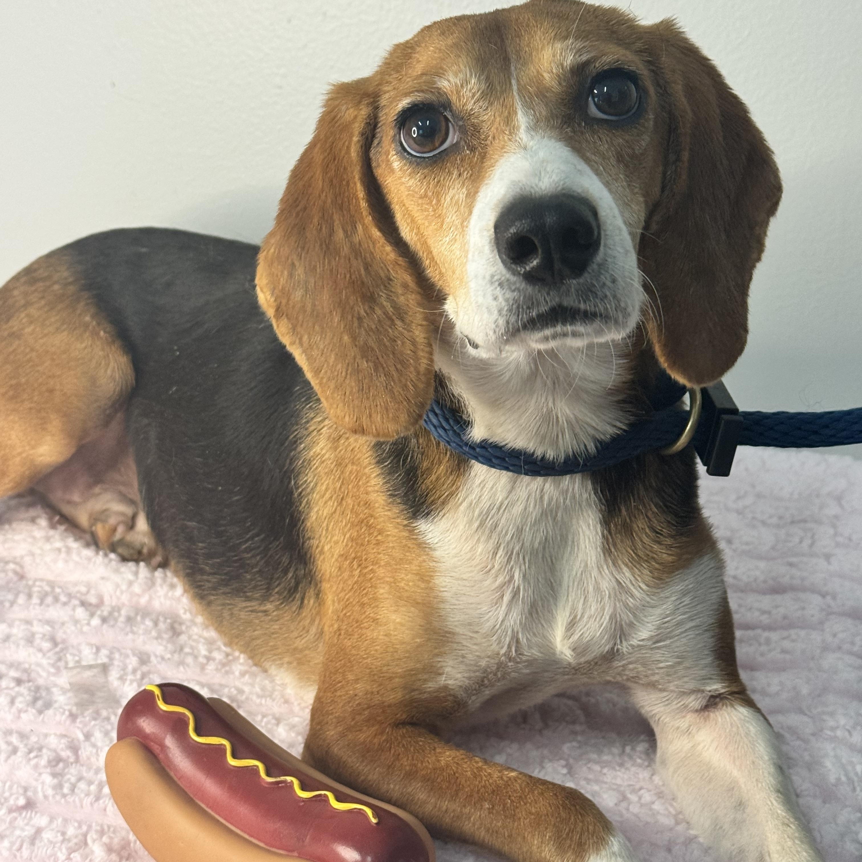 Enlarge Trixie, a Adoptable Beagle in Richmond, VA image 1/6