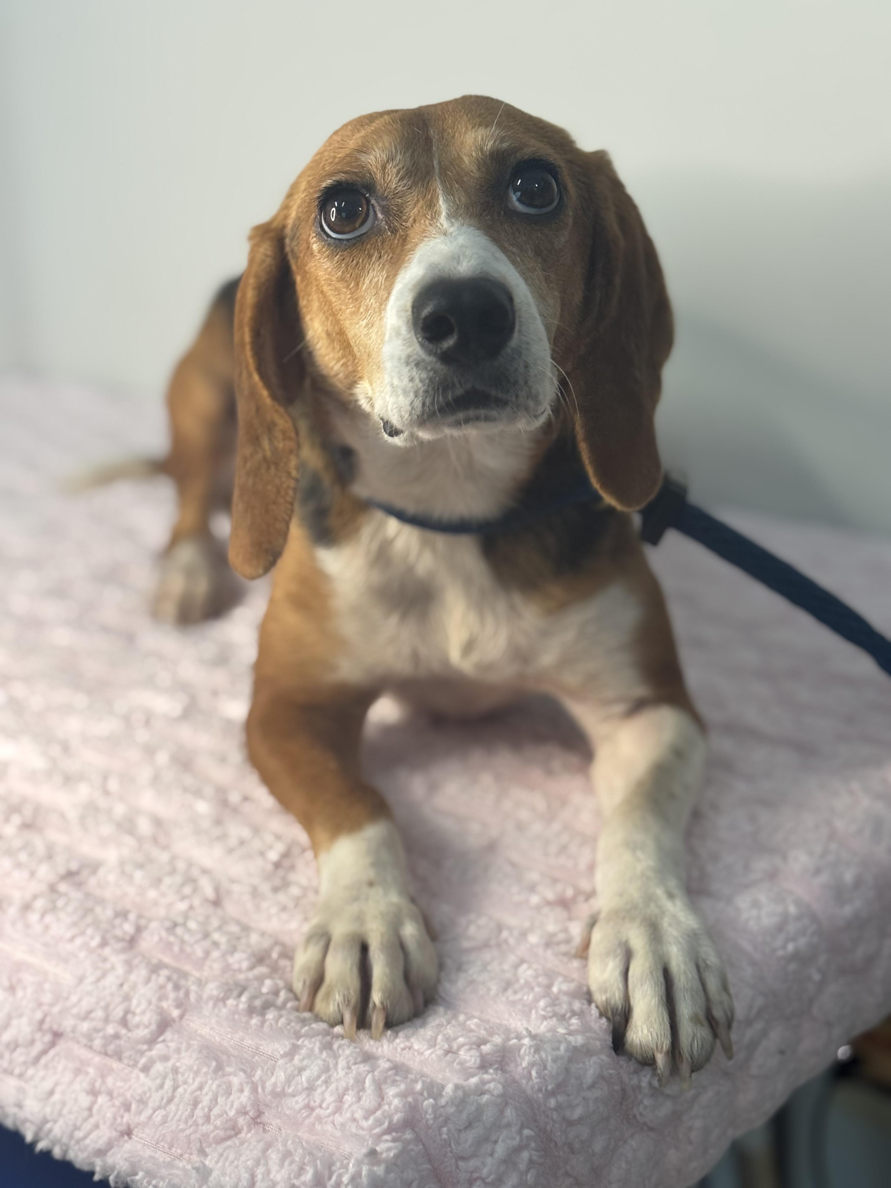 Enlarge Trixie, a Adoptable Beagle in Richmond, VA image 3/6