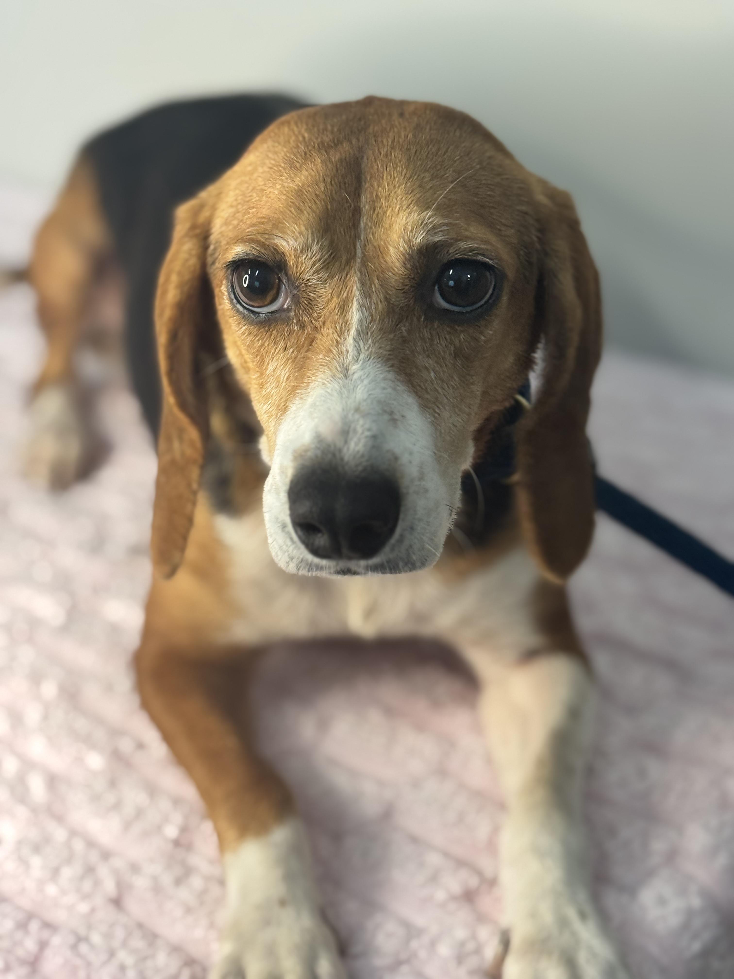 Enlarge Trixie, a Adoptable Beagle in Richmond, VA image 2/6