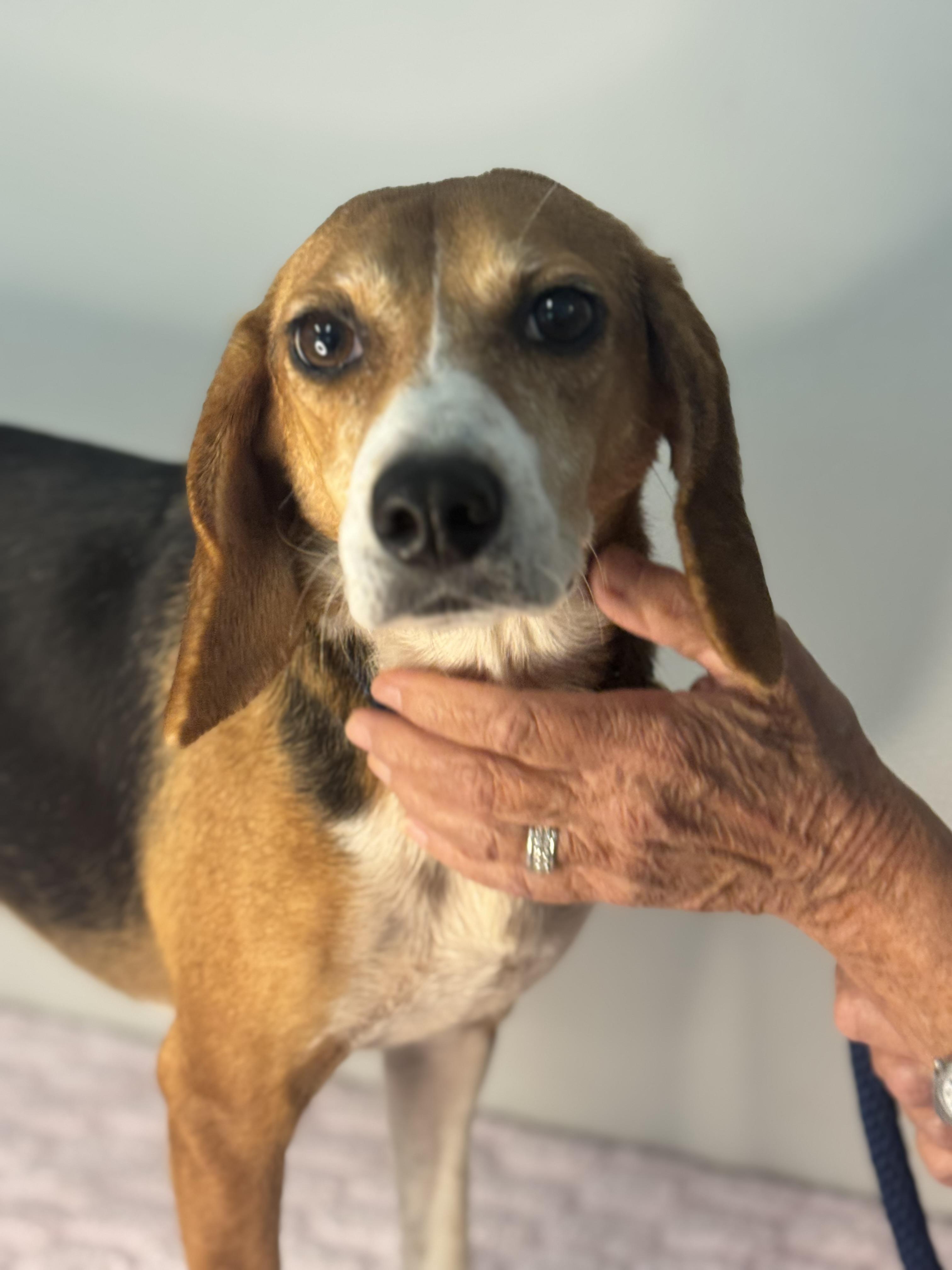 Enlarge Trixie, a Adoptable Beagle in Richmond, VA image 6/6