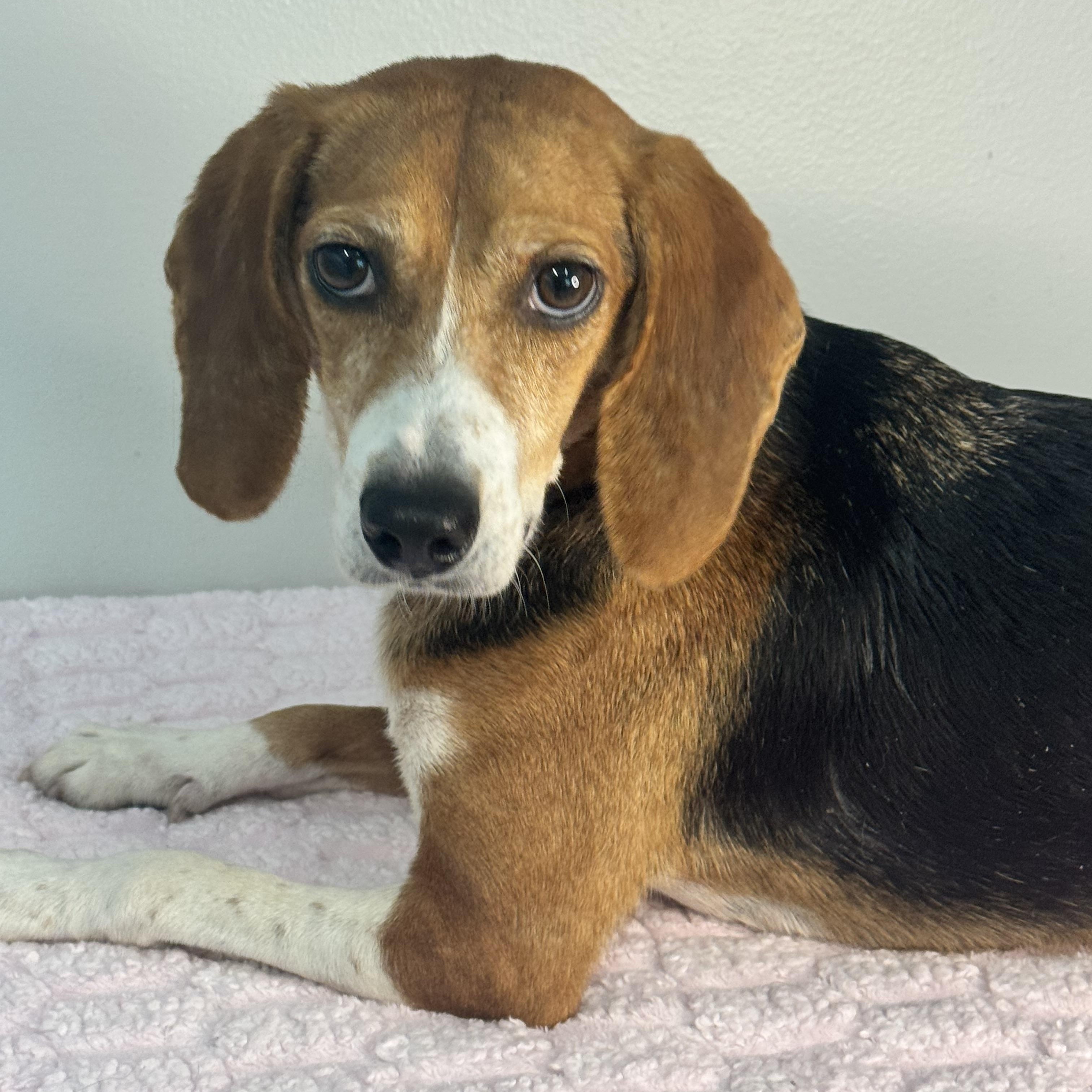 Enlarge Trixie, a Adoptable Beagle in Richmond, VA image 4/6