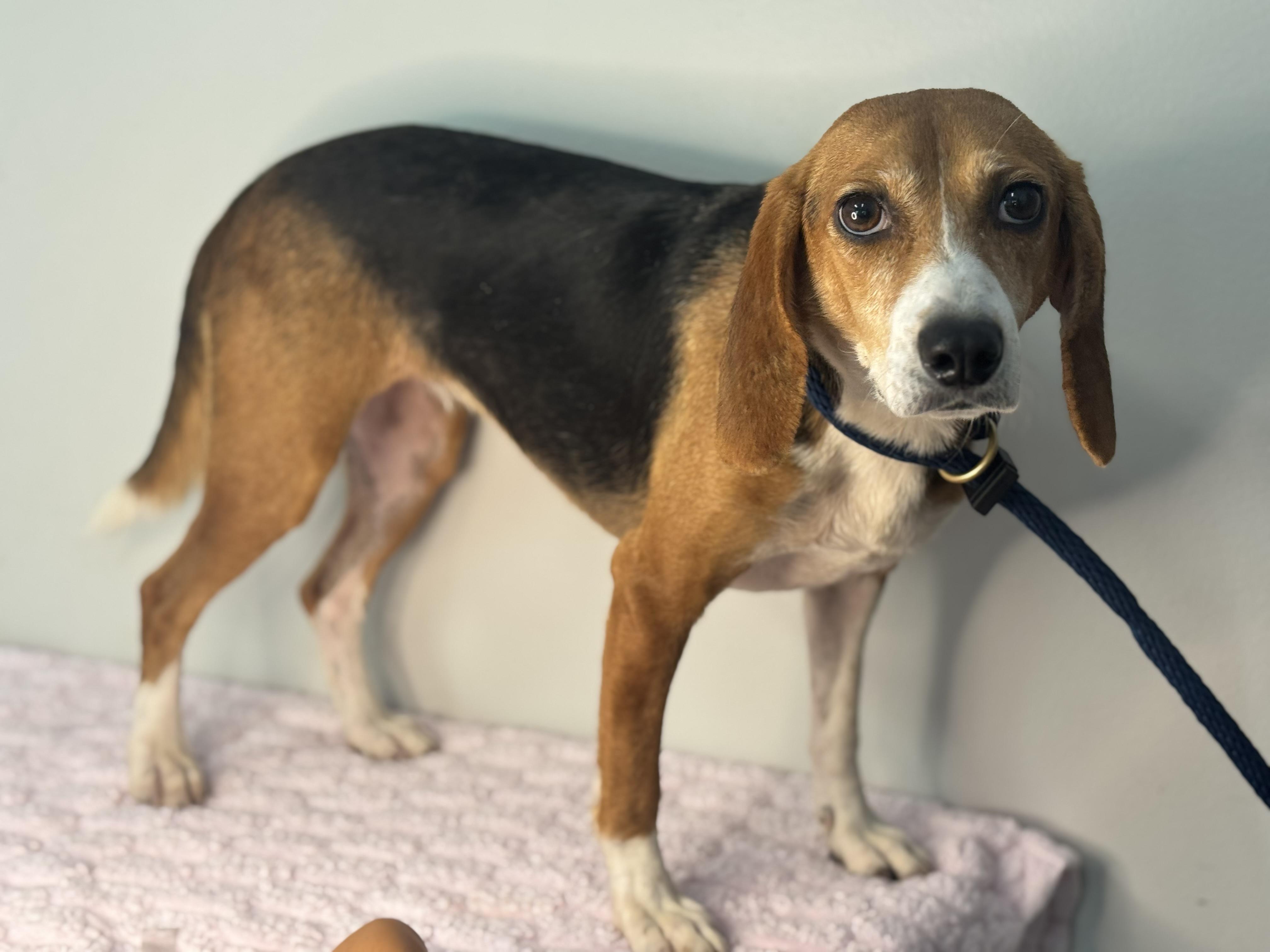 Enlarge Trixie, a Adoptable Beagle in Richmond, VA image 5/6