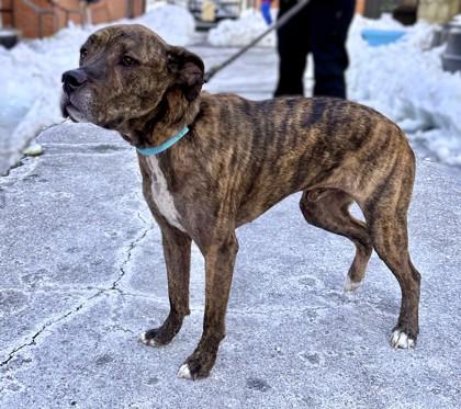 Nugget, Adoptable, Adult Male Pit Bull Terrier & Mixed Breed.