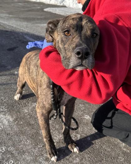 Nugget, a Adoptable mixed breed in Washington, DC image 2/3