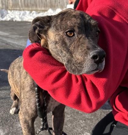 Nugget, a Adoptable mixed breed in Washington, DC image 3/3