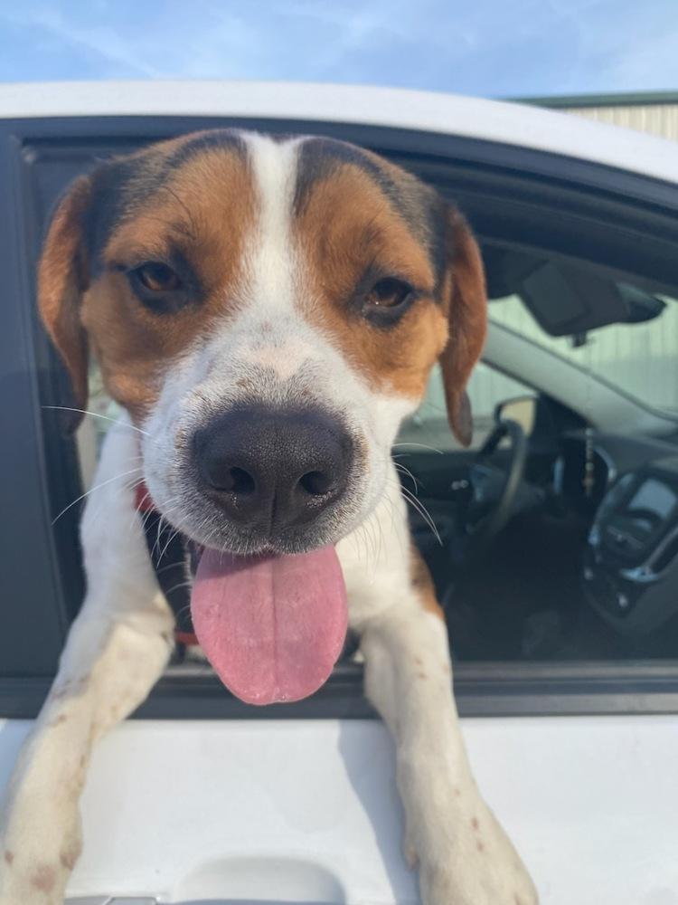 AC Ares, Adoptable, Adult Male Beagle.