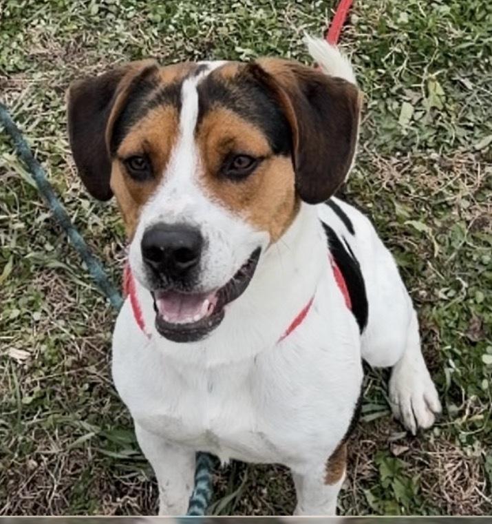 Enlarge AC Ares, a Adoptable mixed breed in Fremont, NE image 2/3