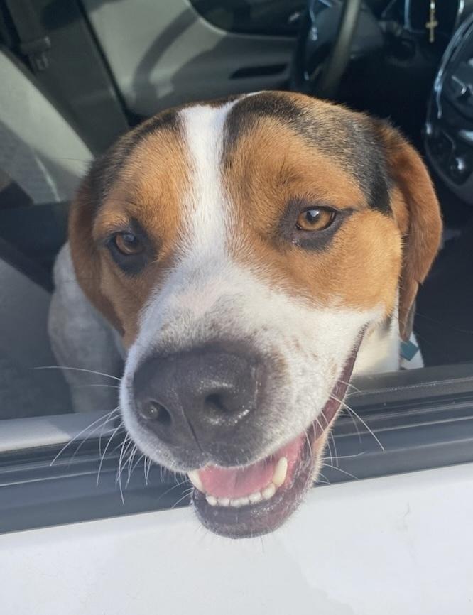 Enlarge AC Ares, a Adoptable mixed breed in Fremont, NE image 3/3