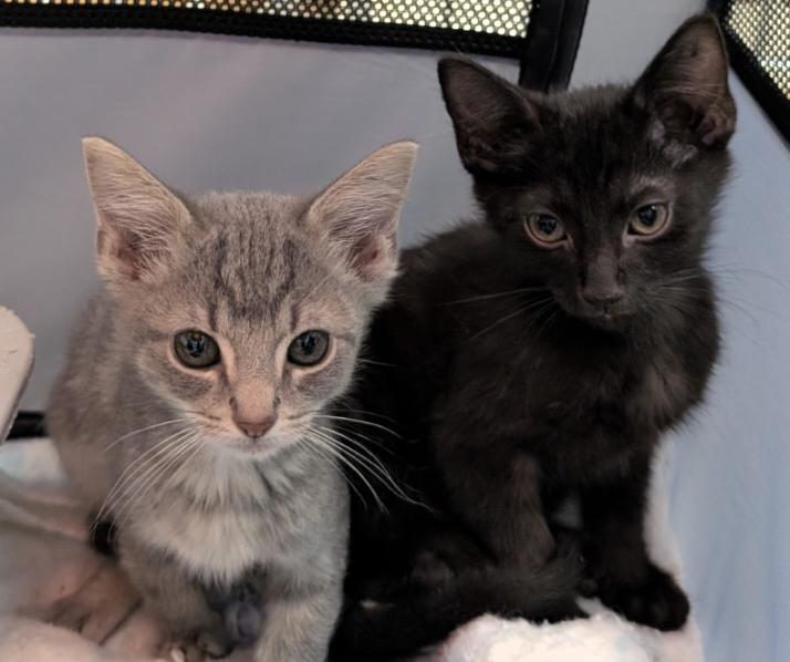 Hocking Kittens, Adopted, Kitten Male Tabby & Tuxedo.