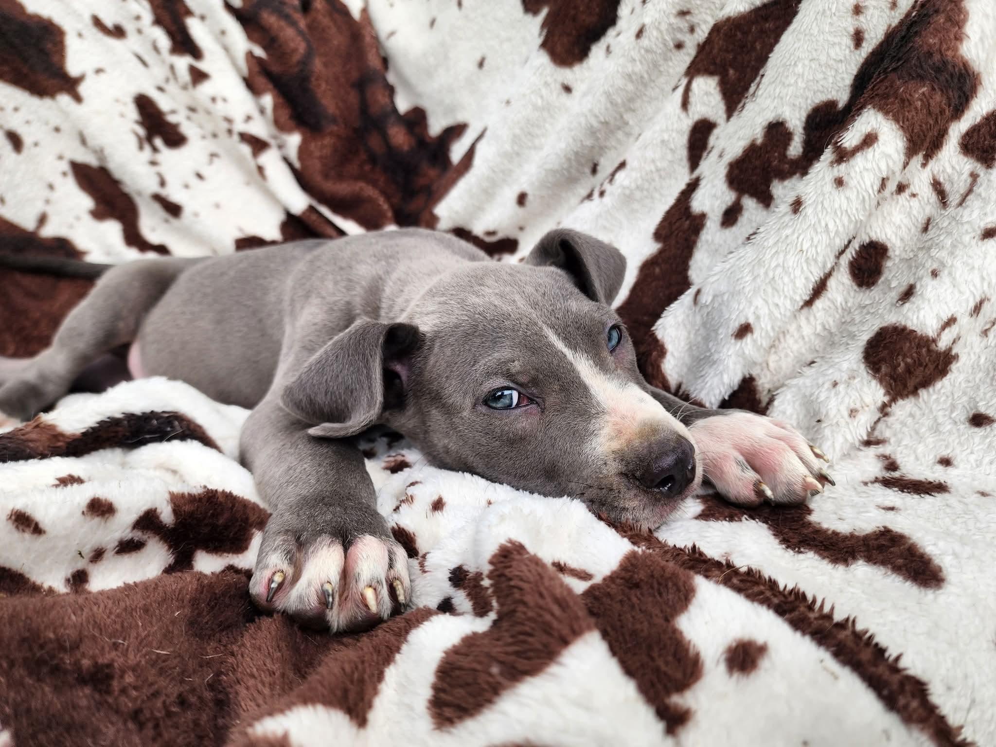 Moo, a Adopted mixed breed in Lexington, MO image 2/6