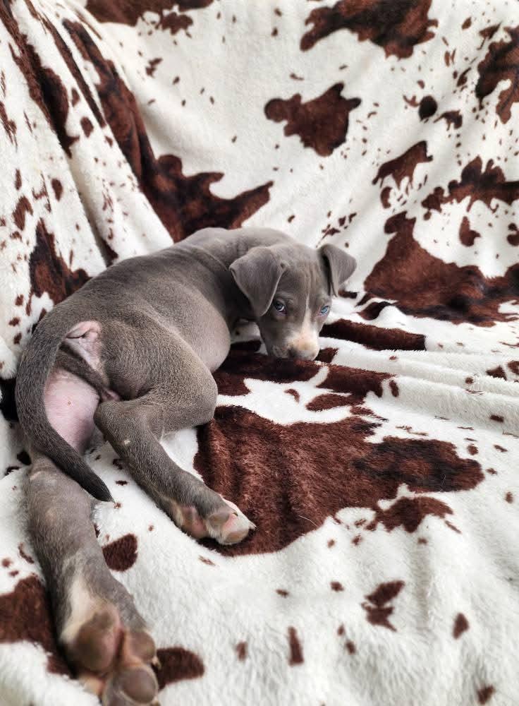 Moo, a Adopted mixed breed in Lexington, MO image 3/6