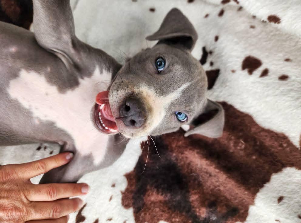 Moo, a Adopted mixed breed in Lexington, MO image 4/6