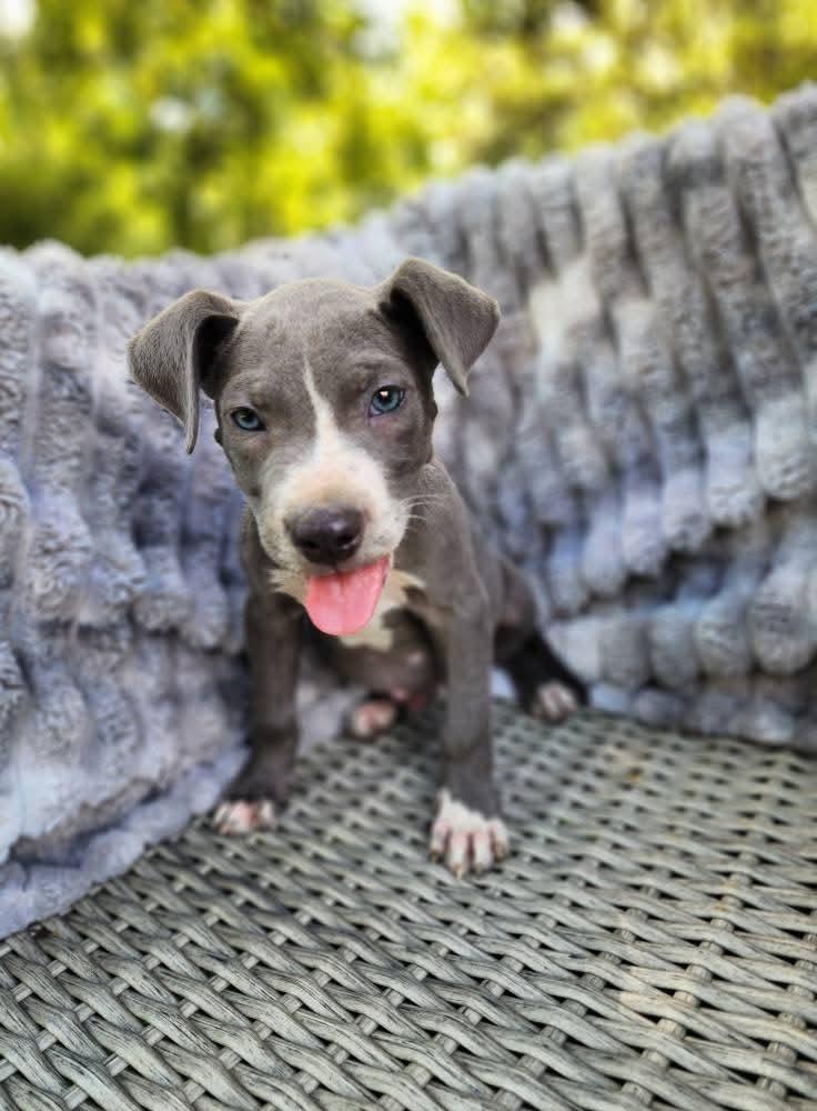 Moo, a Adopted mixed breed in Lexington, MO image 5/6