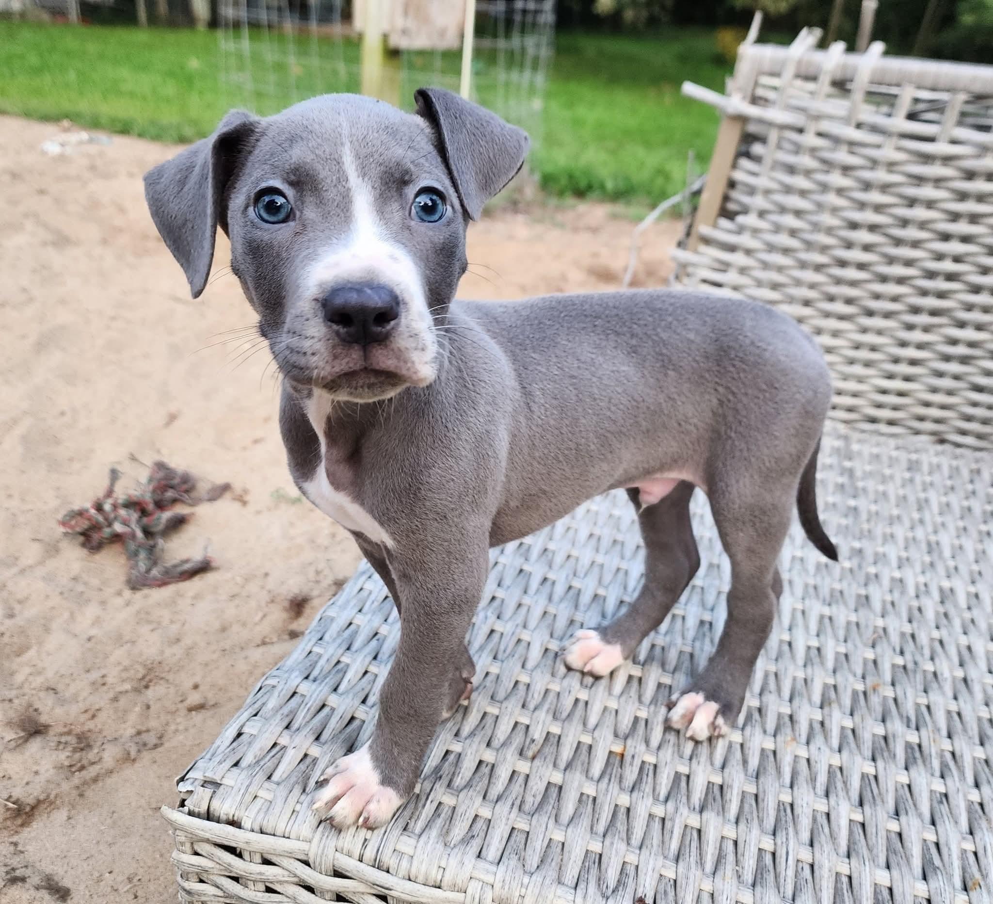 Moo, a Adopted mixed breed in Lexington, MO image 1/6