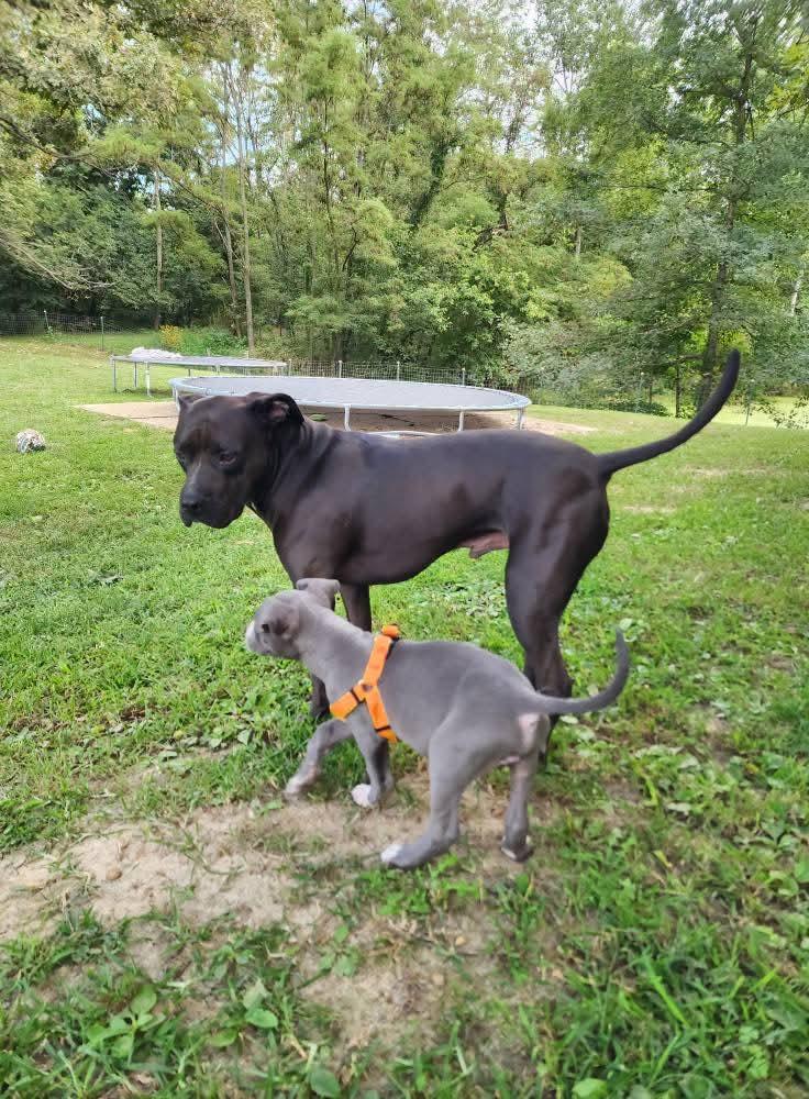 Moo, a Adopted mixed breed in Lexington, MO image 6/6