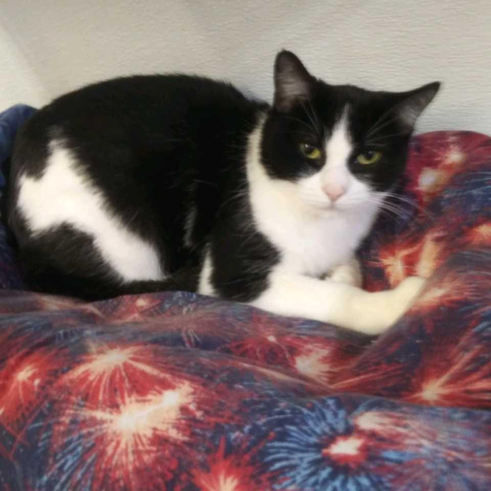 Tiny, Adoptable, Adult Female Domestic Short Hair.