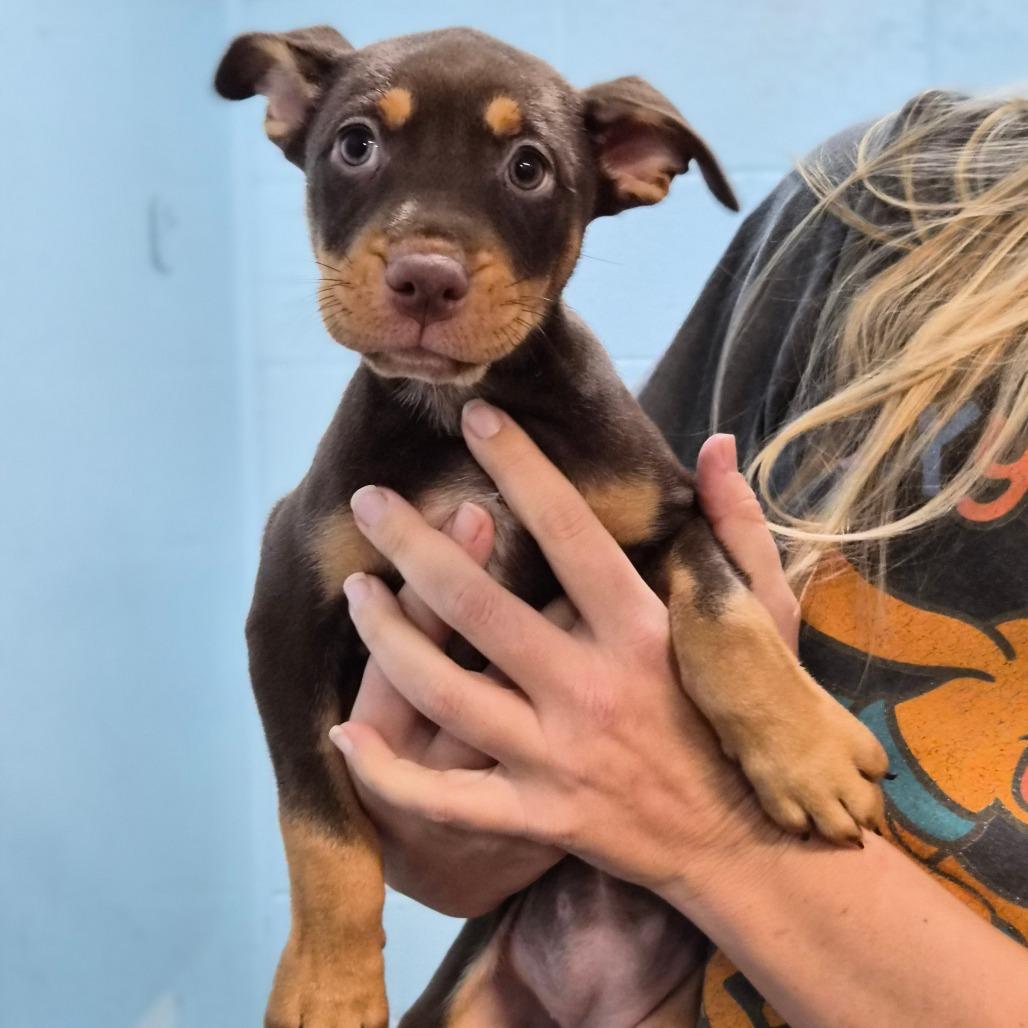 Nimbus, Adoptable, Puppy Female Australian Kelpie & Shepherd.