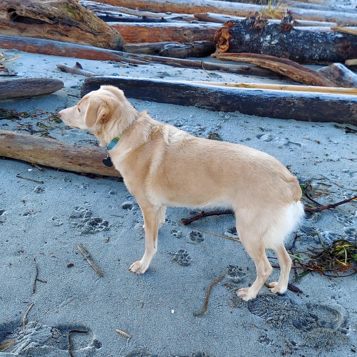 Fern (Courtesy Post), a Adoptable mixed breed in Friday Harbor, WA image 2/3