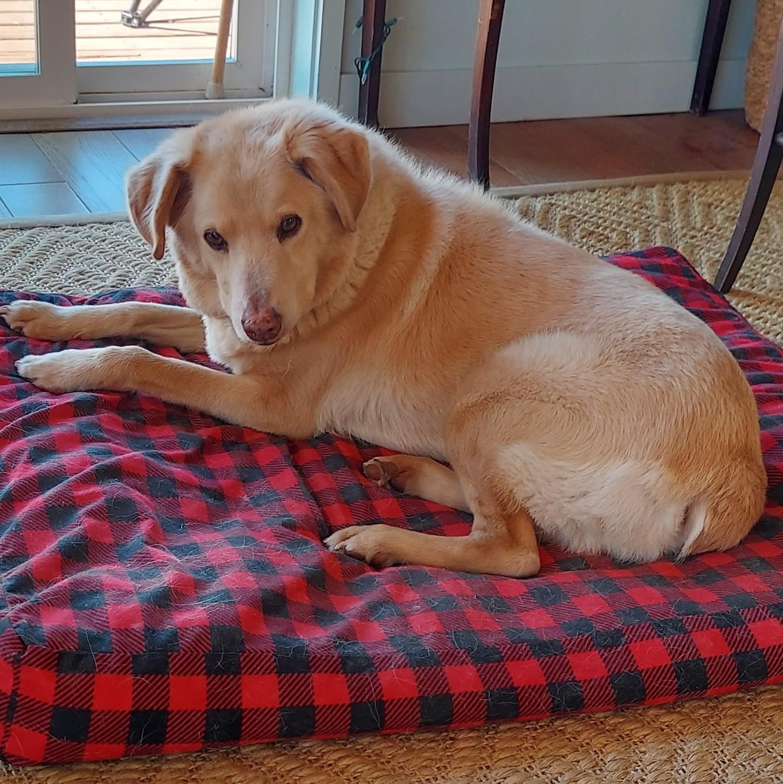 Fern (Courtesy Post), Adoptable, Senior Female Yellow Labrador Retriever & Australian Shepherd.