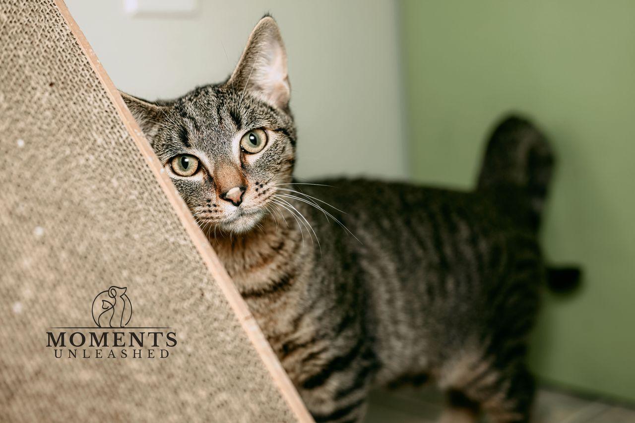 Enlarge Lilly, a ADOPTABLE Domestic Short Hair in Myakka City, FL image 2/3