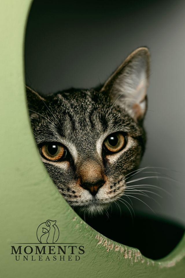 Enlarge Lilly, a ADOPTABLE Domestic Short Hair in Myakka City, FL image 3/3