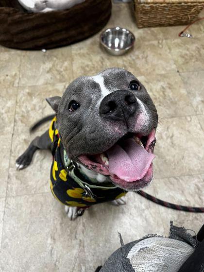 Richie, a Adoptable mixed breed in Chicago, IL image 1/3