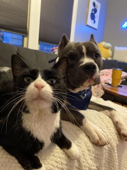 Enlarge Richie, a Adoptable mixed breed in Chicago, IL image 3/3