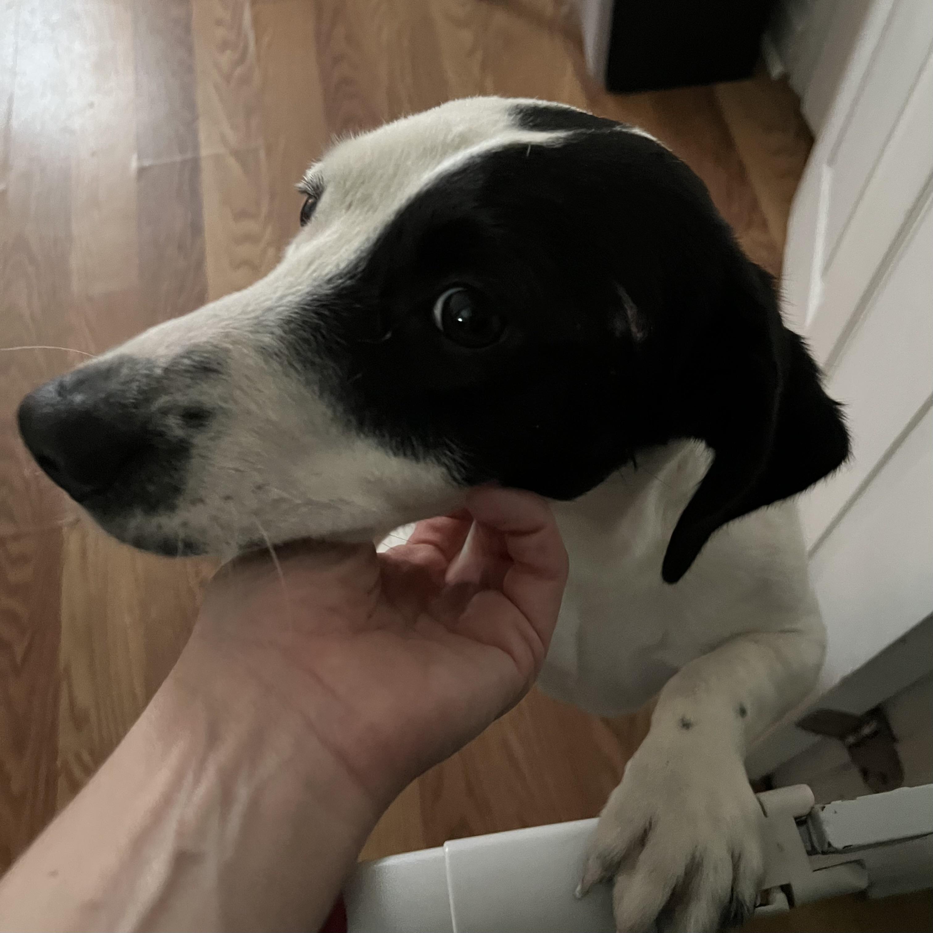 Enlarge Snoopy, a Adoptable mixed breed in Columbia, SC image 5/5