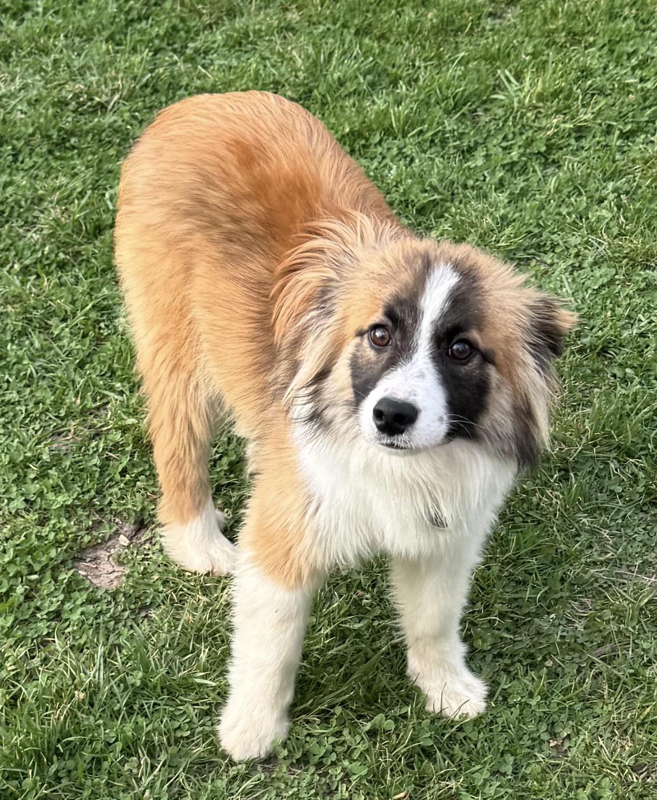 Rocky , ADOPTABLE, Young Male Corgi & Australian Cattle Dog / Blue Heeler.